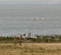 Impalas Manyara.jpg