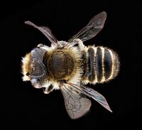 Megachile rotundata.jpg