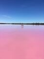 Picture of Pink Lake.jpg
