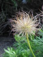 Pulsatilla vulgaris fruits02.jpg