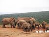 Addo Elephant National Park-001.jpg
