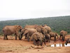 Addo Elephant National Park-001.jpg