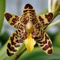 Ansellia africana