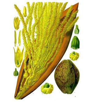 Cocos nucifera - Köhler–s Medizinal-Pflanzen-188.jpg