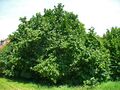 Corylus avellana 0001.JPG