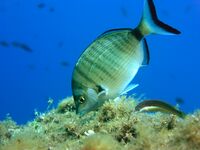 Diplodus puntazzo Italy.jpg