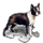 Кинолог