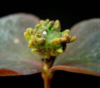 Euphorbia dulcis7 ies.jpg