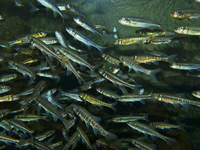 Eurasian Minnows (Phoxinus phoxinus) (13533273033).jpg