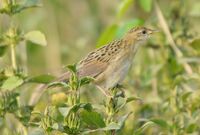 Grasshopper Warbler Locustella naevia by Dr. Raju Kasambe.jpg