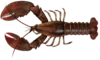 Clawed lobster
