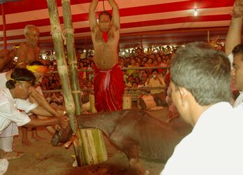 Immolation Sacrifice, Mouh Boli, Durga Puja.jpg