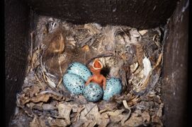 Jackdaw brood.jpg