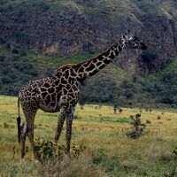 Maasai giraffe.jpg