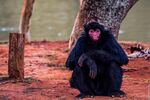 Macaco-Aranha (Red-Faced Spider Monkey).jpg