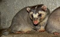 Melogale moschata (male) Praha zoo 02.2011 02.jpg