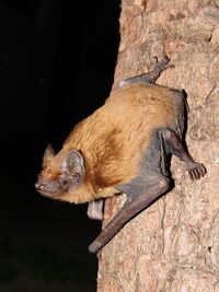 Nyctalus noctula.jpg