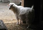 Oregon Zoo White Goat (cropped).jpg