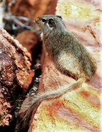 Petromus typicus.jpg
