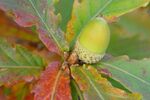 Quercus crispula 2002-10-11.jpg