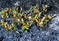 Salix arctica 1997-08-05.jpg