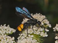 Scoliidae - Scolia hirta - male.JPG