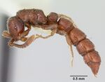 Sphinctomyrmex stali casent0173063 profile 1.jpg