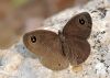 Ypthima asterope 2.jpg