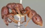 Amblyopone australis casent0104575 profile 1.jpg