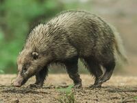 Arctonyx collaris 84653414 2.jpg