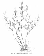 Asplenium germanicum (dessin).jpg