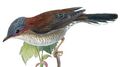 BirdsAsiaJohnGoIVGoul 0040 (cropped) 2.jpg