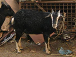 Black Bengal goats for Eid ul Adha (cropped).jpg