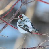 Carduelis hornemanni CT2.jpg
