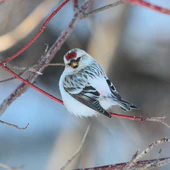Carduelis hornemanni CT2.jpg
