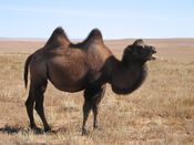 Chameau de bactriane.JPG