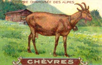 Chevres 2.jpg