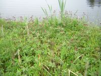 Comarum palustre1.JPG