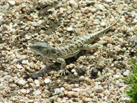 Eremias arguta, Balkhash, 2004.JPG