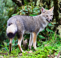 Graxaim (Pseudalopex gymnocercus) 3 (cropped).png