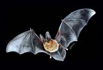 Histiotus montanus - Gabriel Ignacio Baloriani.jpg