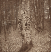Klimt - Buchenwald II (Buche).png
