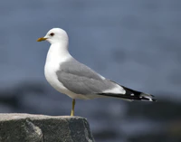 Larus canus Common Gull in Norway.jpg