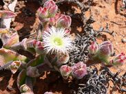 Mesembryanthemum crystallinum.JPG