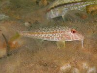 Mullus barbatus Antiparos 1.JPG