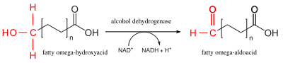 Omega-oxidation 2.svg