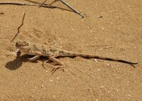 Phrynocephalus guttatus photo.jpg