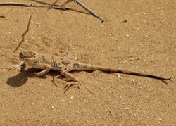 Phrynocephalus guttatus photo.jpg