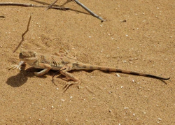 Phrynocephalus guttatus photo.jpg