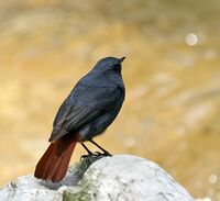 Plumbeous Water Redstart (Male) I IMG 6457.jpg
